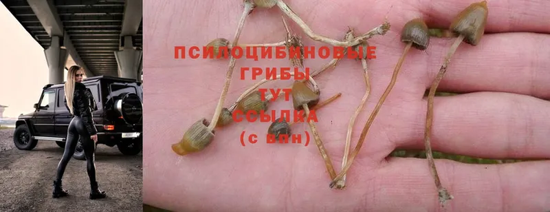 Галлюциногенные грибы Psilocybine cubensis  Горячий Ключ 